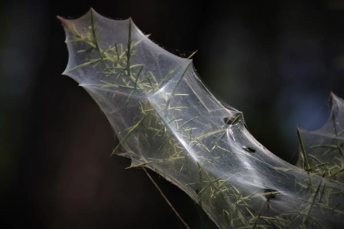 Fine spider mite webbing stretched over a plant shoot
