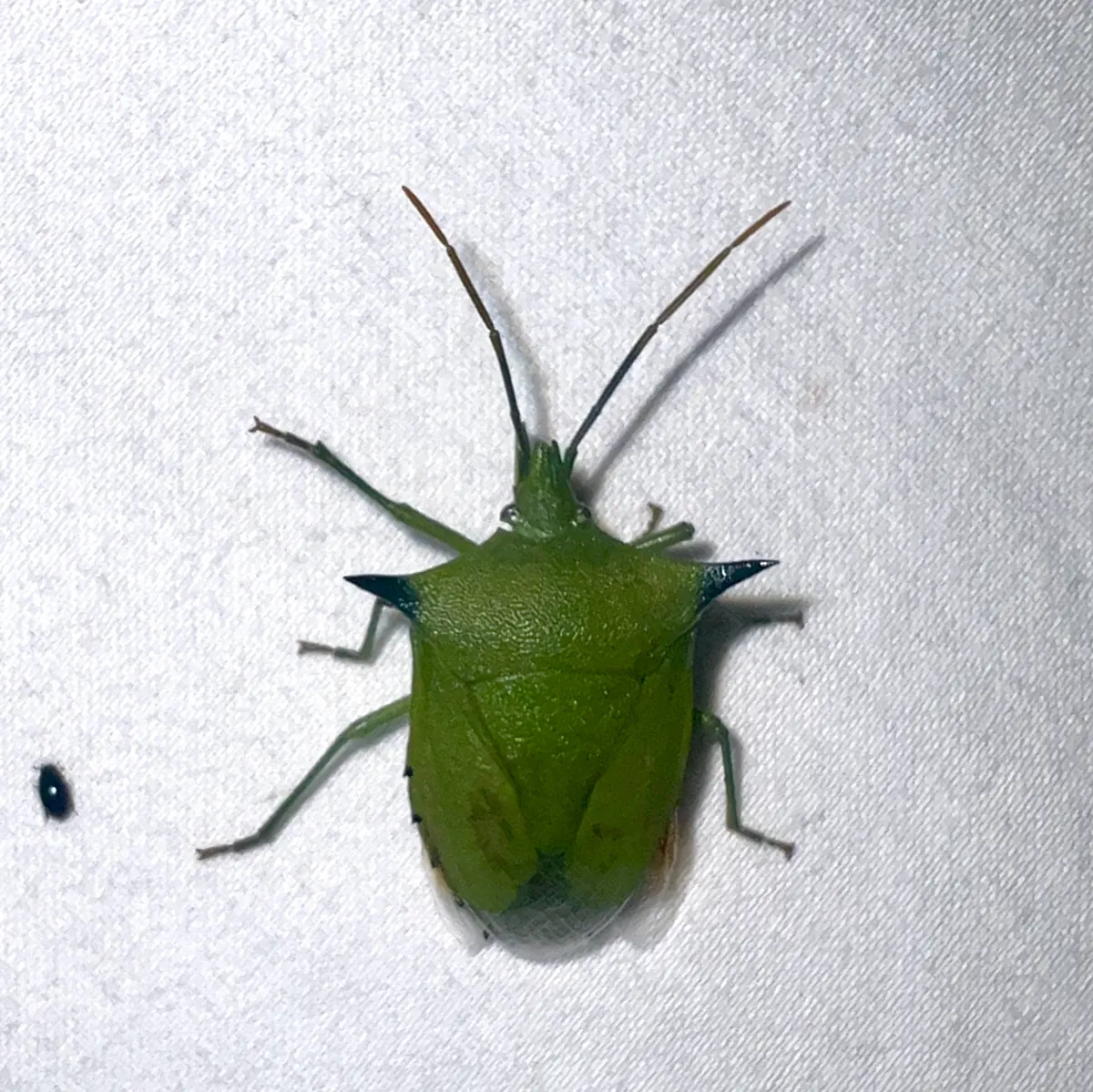 A bright green shield-shaped bug with a sharp dark spine on each shoulder