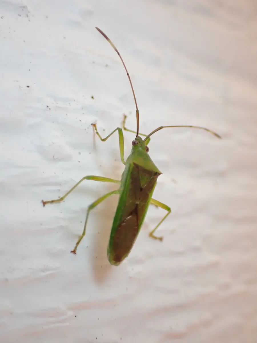 A slender green and brown bug with long legs and antennae on a white wall