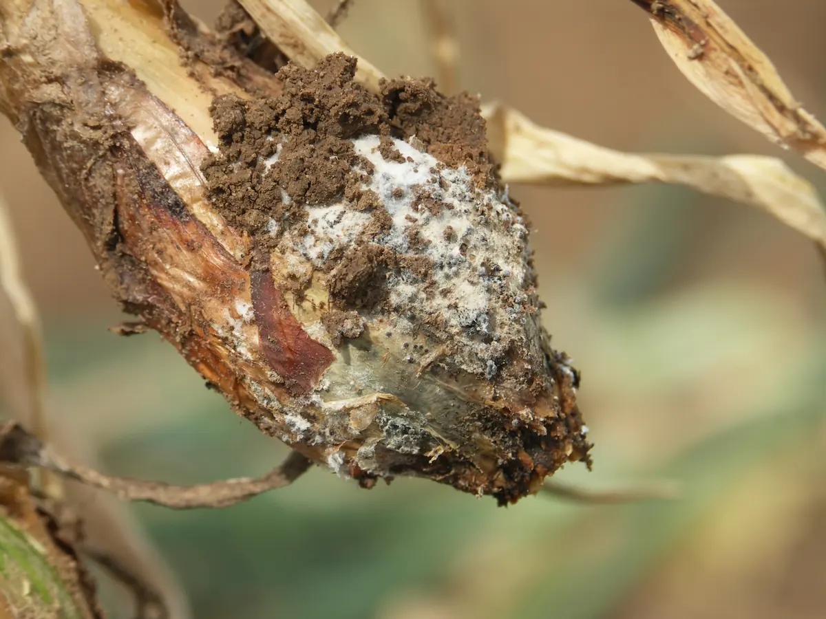 Rotting onion bulb covered in white fluffy mould with tiny black sclerotia and soil stuck to it