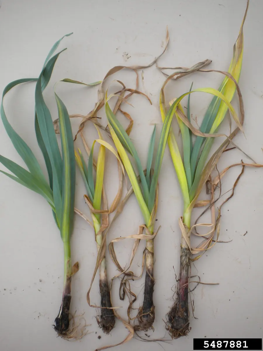 Four garlic plants laid side by side, one healthy and three with yellow dying leaves and blackened rotting bases