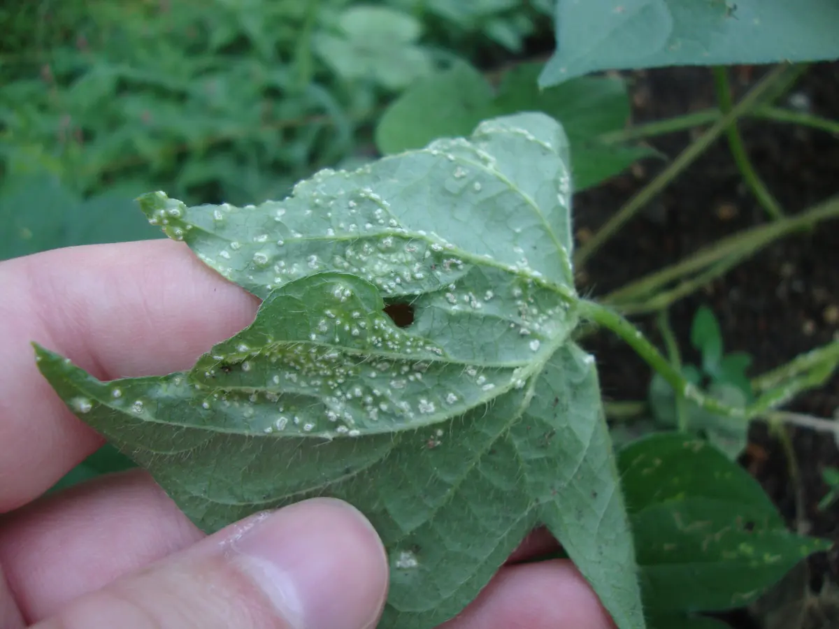 Underside of a heart-shaped Ipomoea leaf held in a hand, covered in small white blisters