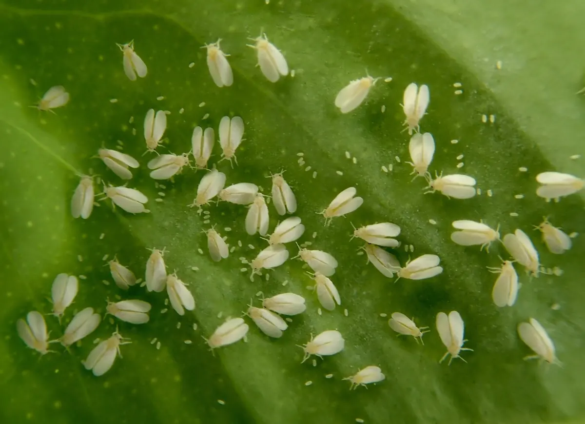Many tiny white greenhouse whitefly adults on the underside of a leaf