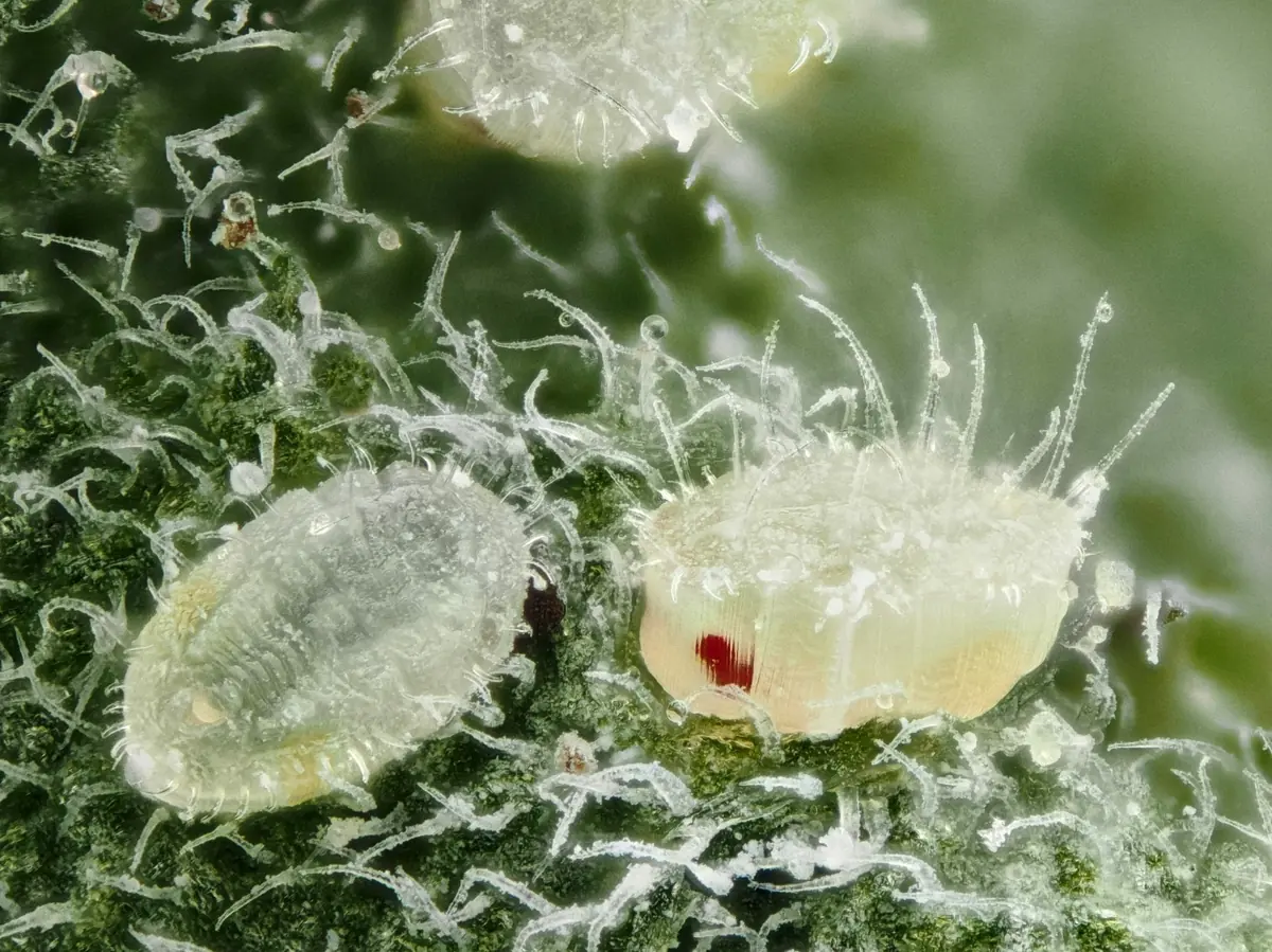 Pale, scale-like greenhouse whitefly nymphs on a leaf underside