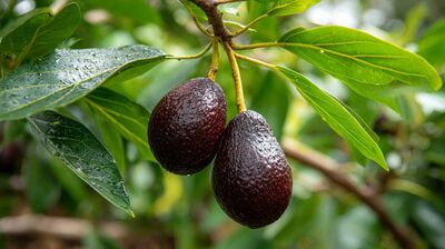 Hass avocados on tree
