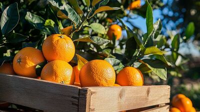 Navel oranges on tree